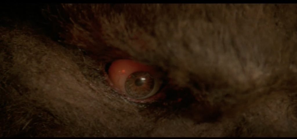Close up of he wolf in Silver Bullet.