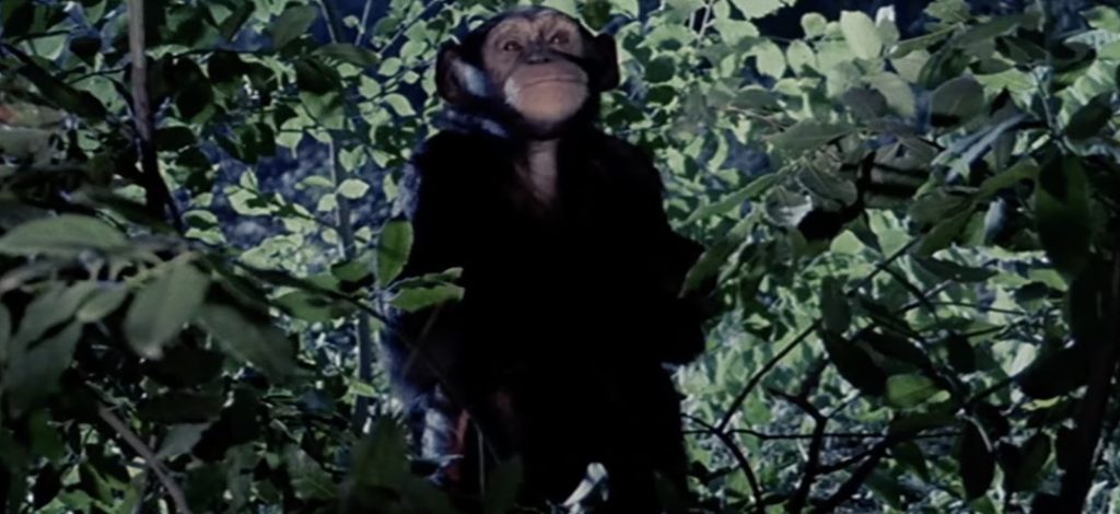 Iris Dr. Gordons helper monkey.