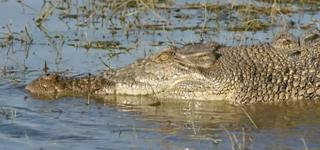 a smaller croc for reference from Rogue.
